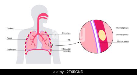 Pleuraanatomie, Illustration Stockfoto