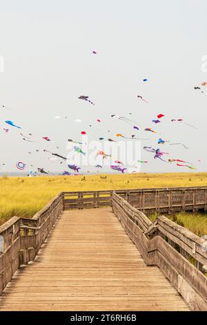 Beim Long Beach International Kite Festival im Bundesstaat Washington fliegen unzählige bunte Drachen in verschiedenen Formen über dem Seegras Stockfoto