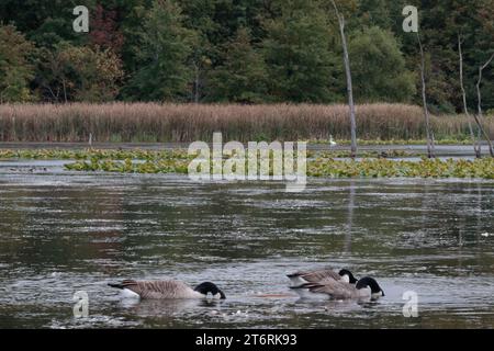 Drei Gänse in einem Sumpfgebiet, deren Köpfe unter das Wasser getaucht sind. Stockfoto