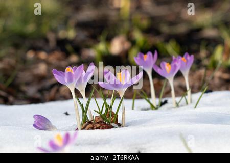 Vollständig geöffnete Krokusse im Schnee während des Frühjahrs. Stockfoto