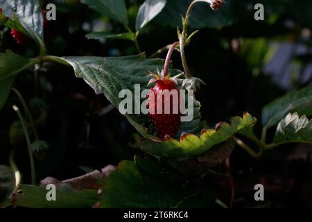 Eine immerwährende Erdbeere vor einem grünen Hintergrund. Stockfoto