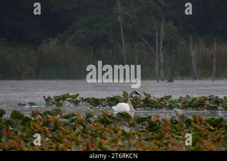 Ein Trompeterschwan in einem Sumpfgebiet mit Wasser, das von seiner Rechnung tropft. Stockfoto