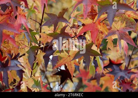 Nahaufnahme von süßen Gummiblättern an einem Baum, der im Herbst Farbe färbt. Stockfoto