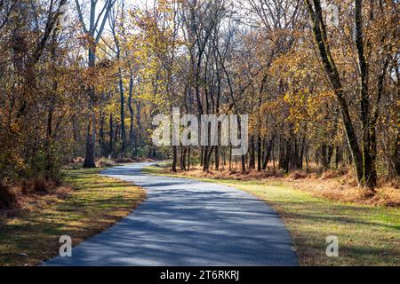 Die helle Morgensonne wirft im Herbst lange Schatten auf einem Naturlehrpfad. Stockfoto