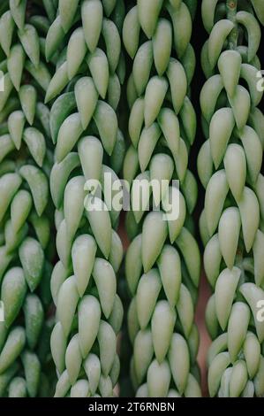 Nahaufnahme Hintergrund tropische grüne Blätter Textur. Tropisches Blatt Naturkonzept. Stockfoto