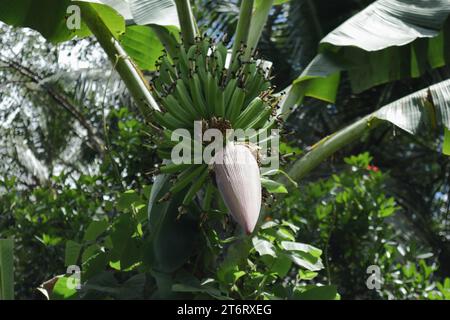 Niederwinklige Frontalansicht einer sich entwickelnden Bananenfloreszenz, die an der Pflanze wächst Stockfoto