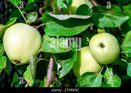 Reife Äpfel auf einem Apfelbaum im Obstgarten Stockfoto