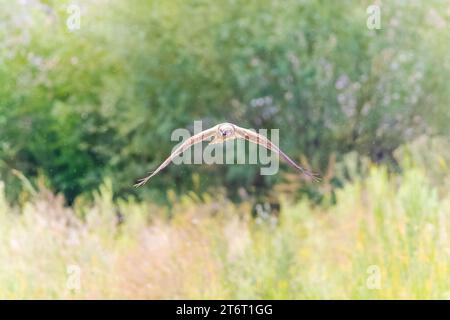 Vogel Eastern Sumpf Harrier Circus spilonotus in freier Wildbahn. Stockfoto