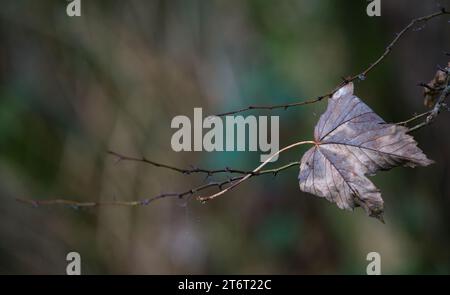 Herbstszene mit totem Blatt, das an Zweigen festklebt Stockfoto