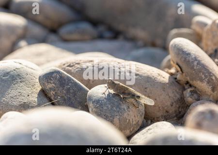 Hintergrund mit Natursteinen mit einem Heuschrecken, der auf einem Kiesel sitzt. Stockfoto