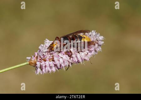 Königliche Hornisse (Vespa crabro), Familie Vespidae) auf Blüten des Bistorts (Bistorta officinalis, Synonym Persicaria bistorta), Familie der Docks Stockfoto