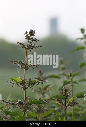 Brennnesselpflanze mit unscharfer Kirche auf einem Hügel im Hintergrund Stockfoto
