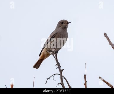 Black Redstart (Phoenicurus ochruros), Paphos, Zypern Stockfoto