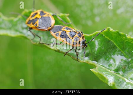 Stinkende Insekten an Pflanzen Stockfoto