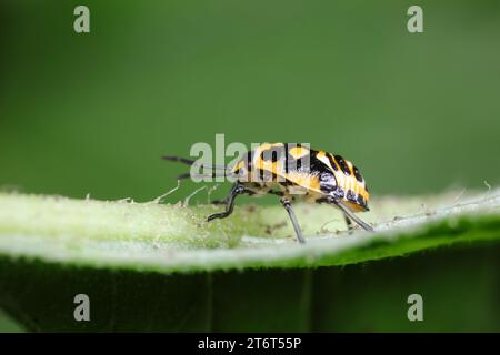 Stinkende Insekten an Pflanzen Stockfoto