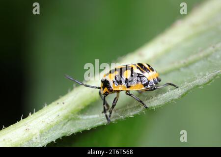 Stinkende Insekten an Pflanzen Stockfoto