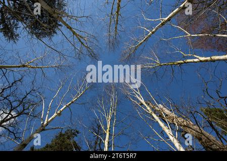 Weitwinkelbild mit Blick nach oben durch Silberbirken [ Betula pendula ] gegen blauen Himmel Stockfoto