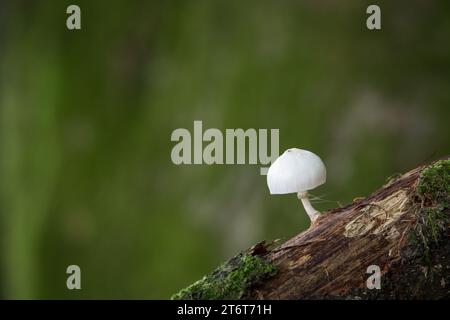 Porzellanpilz [ oudemansiella mucida ] Stockfoto