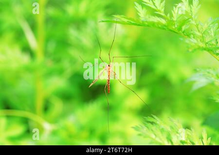 Große Mücke lebt auf Unkrautscheiben auf Unkraut Stockfoto