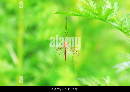 Große Mücke lebt auf Unkrautscheiben auf Unkraut Stockfoto
