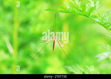 Große Mücke lebt auf Unkrautscheiben auf Unkraut Stockfoto