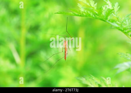 Große Mücke lebt auf Unkrautscheiben auf Unkraut Stockfoto