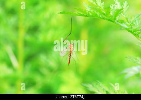 Große Mücke lebt auf Unkrautscheiben auf Unkraut Stockfoto