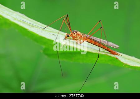 Große Mücke lebt auf Unkrautscheiben auf Unkraut Stockfoto