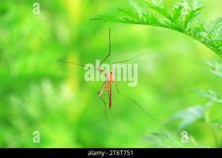Große Mücke lebt auf Unkrautscheiben auf Unkraut Stockfoto