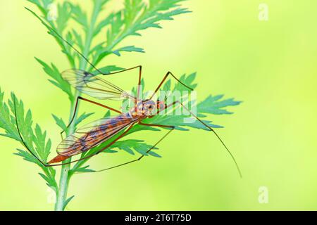 Mücken Insekten auf grünen Blättern, Nordchina Stockfoto