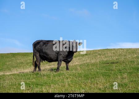 Eine schwarze Kuh auf einem grünen Feld, gesehen in England Stockfoto
