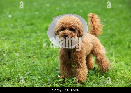 Niedlicher Maltipoo-Hund mit elisabethanischem Kragen draußen, Platz für Text Stockfoto