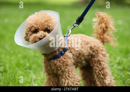 Süßer Maltipoo-Hund mit elisabethanischem Kragen draußen Stockfoto