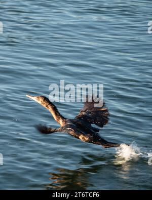 Ein kleiner Schwarzer Kormoran-Vogel, der aus dem Wasser der Meeresbucht in Forster NSW Australia abhebt Stockfoto