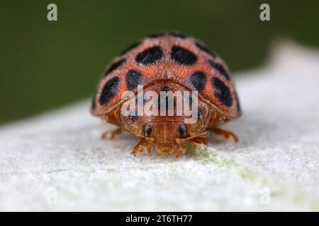 Marienkäfer auf grünen Blättern, Nordchina Stockfoto