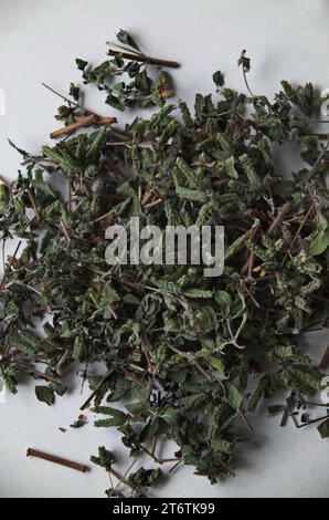 Ökologisches trockenes kulinarisches und medizinisches Kraut, Salbei oder Salvia officinalis, wächst im Garten, Sofia, Bulgarien Stockfoto