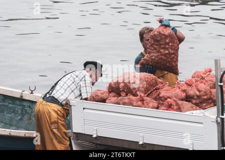 Zwei Fischer beladen einen LKW mit Muscheln in Taschen von den Tagen Fang am Kai in St Davids in Südwestwales in Großbritannien Stockfoto