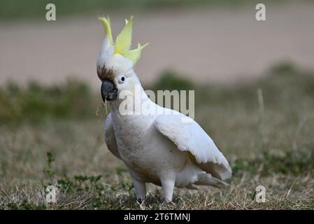 Der schwefelförmige Cockatoo, sein Wappen steht aufrecht, da er Gras im Schnabel hält, während er in einem Park steht Stockfoto