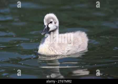 Schwarzer Schwan cygnet, der an einem sonnigen Tag mitten in einem ruhigen See sitzt Stockfoto