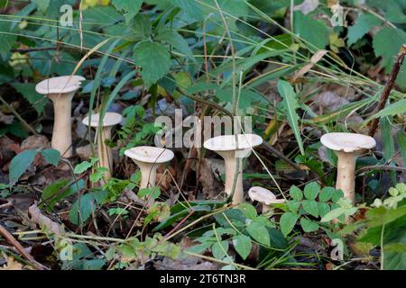 Weiße Pilze hohe dicke, sich verjüngende Stiele kleine, nach oben gedrehte Kappe mehrere Pilze in einer Reihe Kröten oder Pilze, die Kiemen am Rand der Kappen auf Waldflächen zeigen Stockfoto