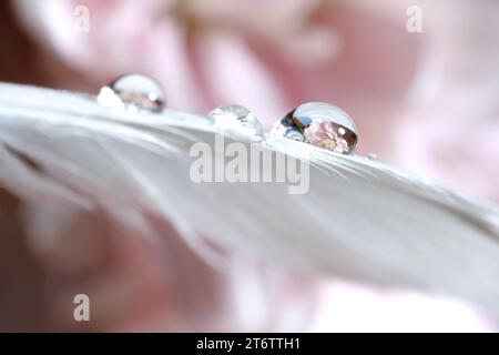 Makrofoto von Wassertropfen auf weißer Feder vor unscharfem rosa Hintergrund Stockfoto