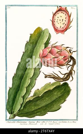 Turk's Cap Cactus (Melocactus americanus), handkolorierter botanischer Stich, vertikal, Rom 1772-93, gerippter Stachel mit rosa Kopfhaut und Früchten. Stockfoto