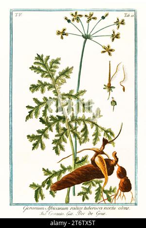 Alte Illustration der Rotstamm-Filaree (Erodium cicutarium). Von G. Bonelli über Hortus Romanus, publ. N. Martelli, Rom, 1772–93 Stockfoto