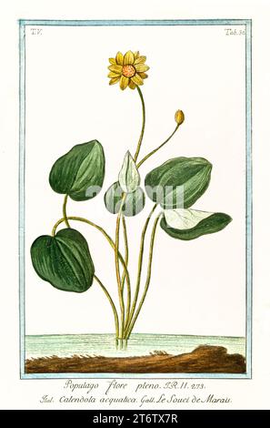 Marsh Marigold (Caltha palustris), handkolorierter botanischer Stich, vertikale Platte, Rom 1772–93. Gelbe Blume, breite Blätter, aquatischer Lebensraum Stockfoto
