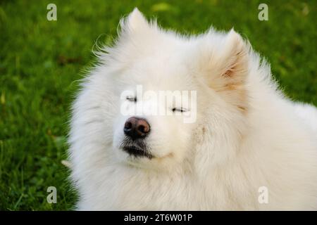Junge, weiße Samoyed. 13.11.2023 Bialystok Polen. Porträt eines weißen Samoyed auf einem Spaziergang im Park. Stockfoto