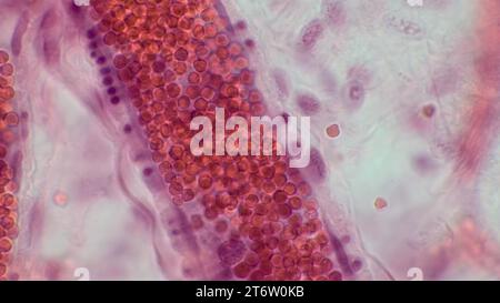 Der Kreislauf. Histologische Struktur einer Arteriole mit roten Blutkörperchen. Hämatoxylin-endEosin-Färbung. Stockfoto