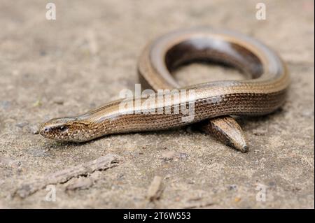 Seltene Tier, legless glänzend harmlos Eidechse langsamen Wurm auf dem Boden Stockfoto