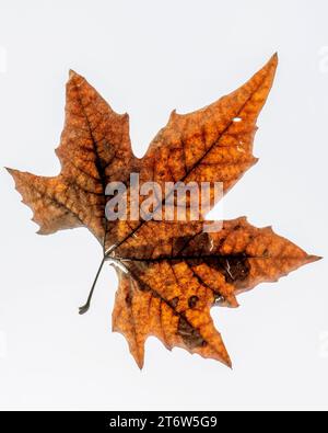 Ein großes fünfspitzes Blatt mit Herbstfarben isoliert auf weißem Hintergrund Stockfoto