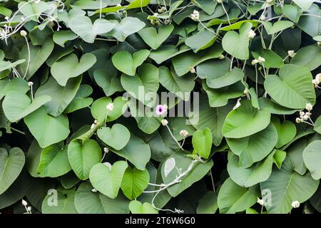 Das wandernde, schleichende Wachstumsmuster. Elephant Creeper ist eine kräftige Weinrebe aus Indien, die weltweit eingeführt wurde. Es hat eine große, ledrige Herzform Stockfoto