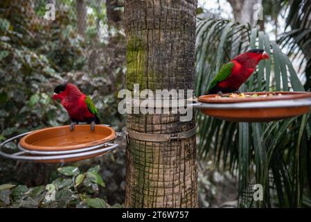 Farbenfrohes Papageienfutter mit Getreide und Fruchtscheiben im grünen Zoo Stockfoto